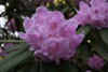 argyrophyllum 70-384 -2